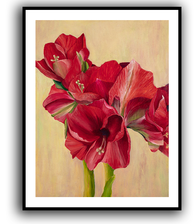Amaryllis