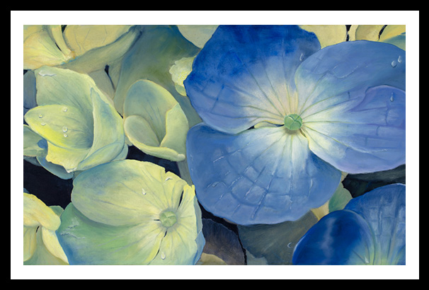 Hydrangea